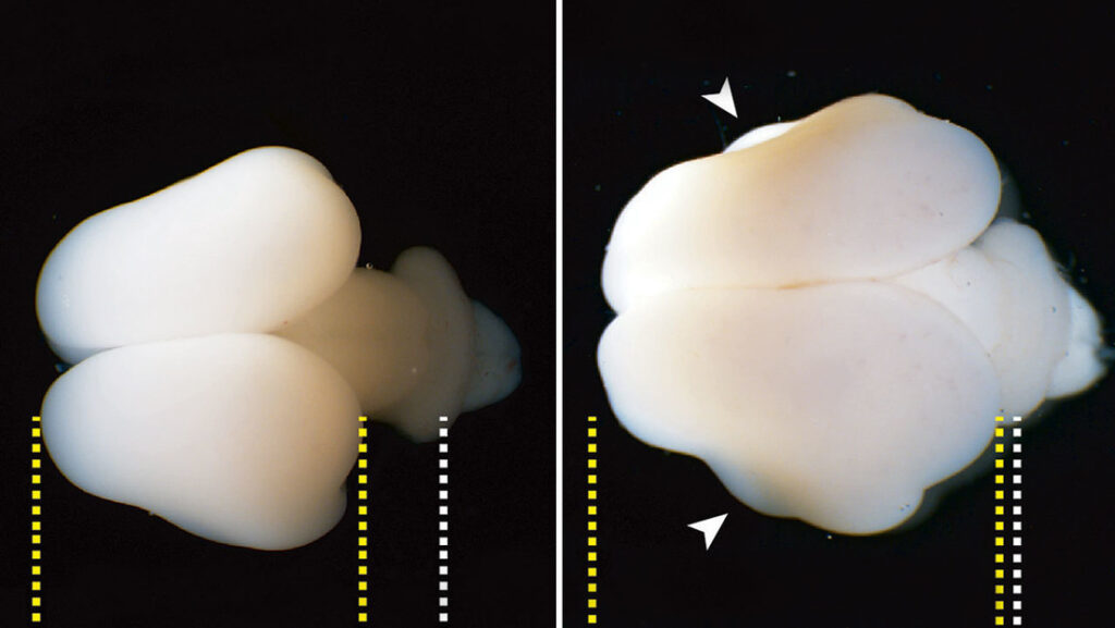 Michael Heide et al. / MPI-CBG