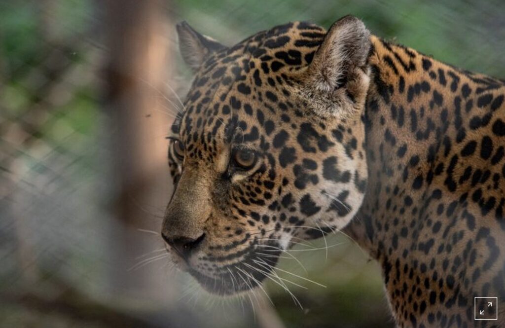 Rewilding Argentina/Handout vía REUTERS