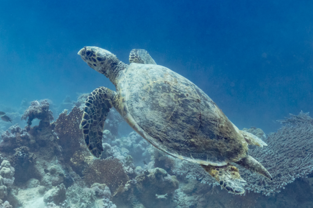 Día mundial de la Tortuga