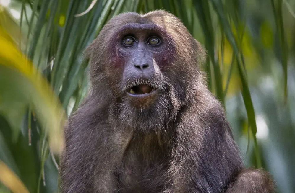 Monos aulladores, Veracruz