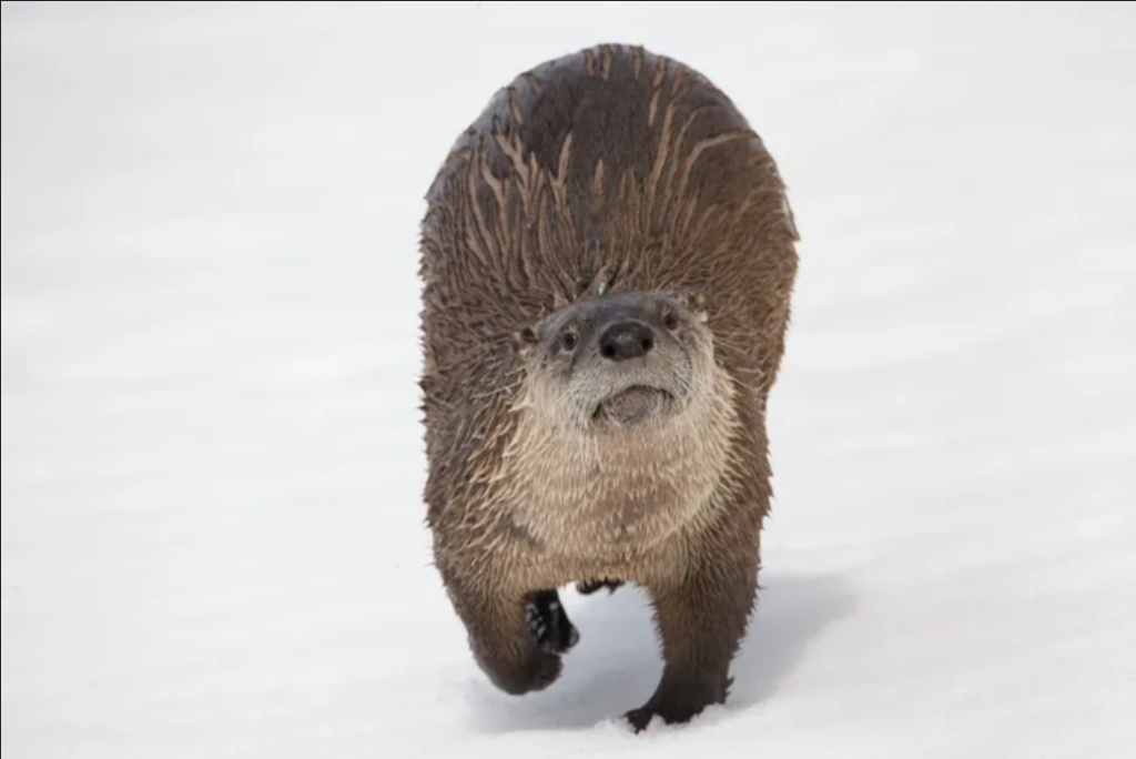 Nutria de río norteamericana