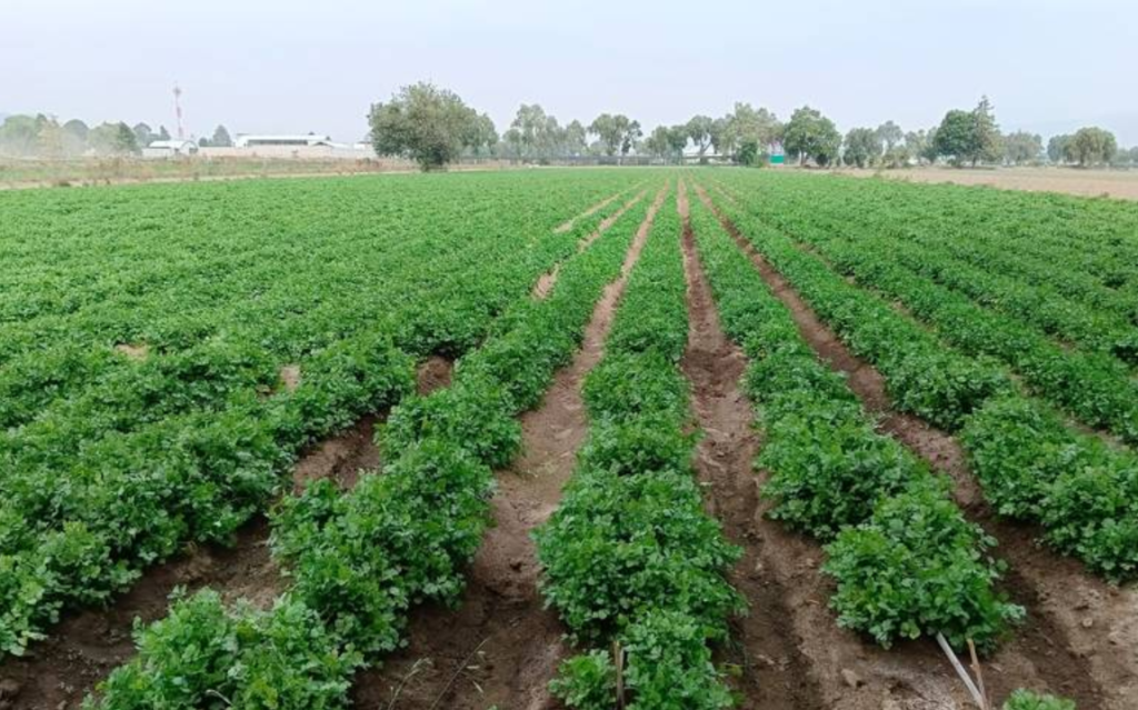 Producción de cilantro en Puebla