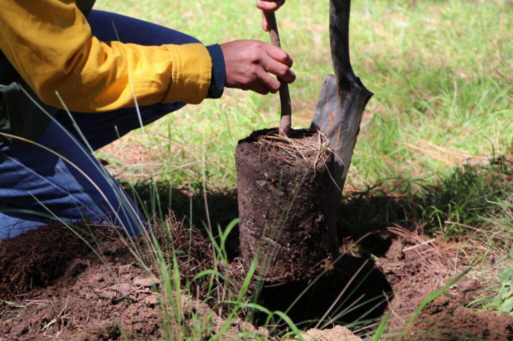 reforestación