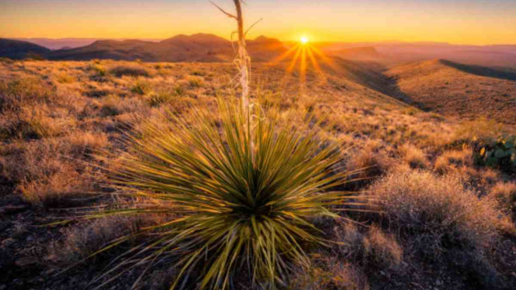 Lluvias en desierto del Sahara