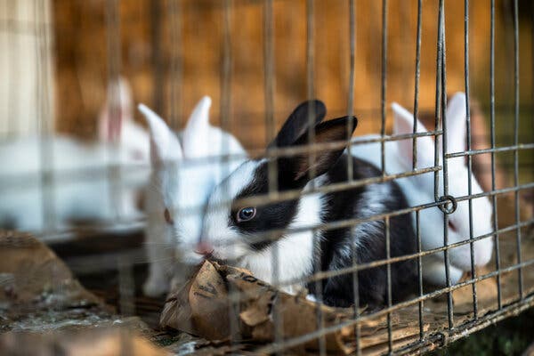 Rabbits in a cage.