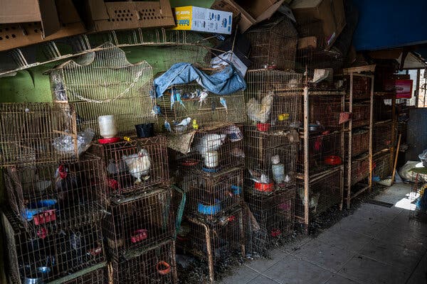 Chickens in stacked cages.