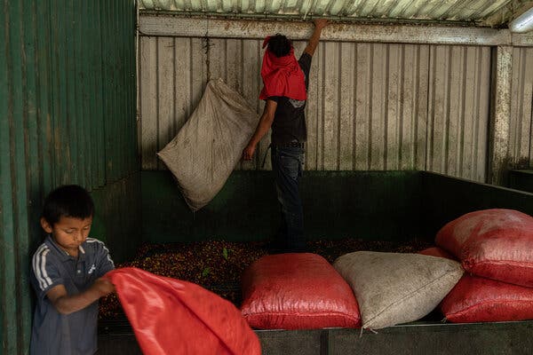 Un niño sostiene un saco naranja vacío. A su lado hay sacos llenos de granos de café y, al fondo, un trabajador.