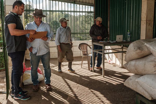 Cuatro hombres parados en un ambiente de la Finca El Puente junto a sacos de granos de café descargados, mientras la luz del sol se filtra por una ventana enrejada.
