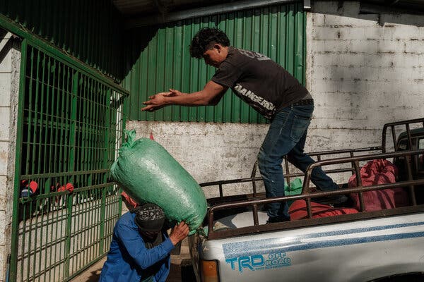 Un hombre con camiseta se coloca en la parte trasera de una camioneta y entrega una bolsa verde llena de granos de café a un hombre con camisa azul.