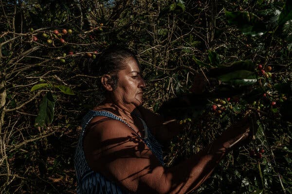 Una mujer recoge granos de café de un árbol.