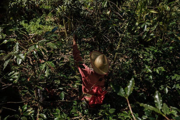 Un trabajador recoge granos de café de los árboles en Corquín, Honduras.