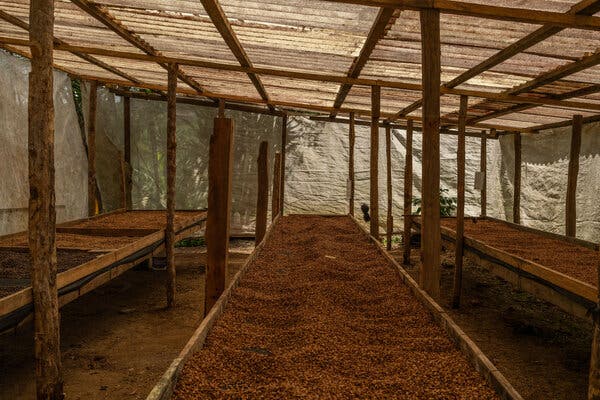 Granos de café secándose en largas mesas en la Finca Pájaro León en Marcala, Honduras.