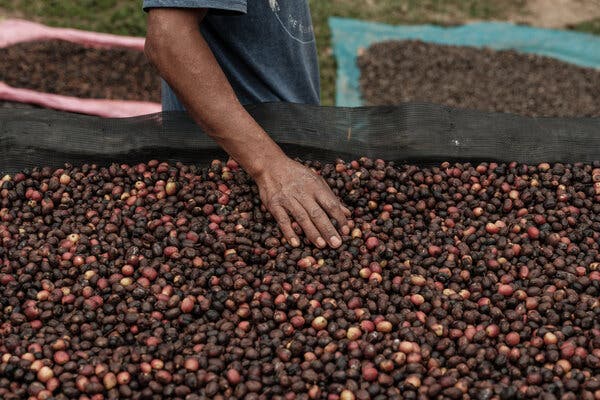 La mano de un trabajador sobre los granos de café en proceso de secado. Para quienes controlan la tierra, las mayores recompensas de unos precios más altos vienen acompañadas de riesgos crecientes pero incalculables.