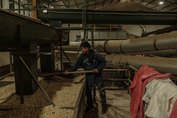 Un trabajador remueve granos de café en una zona industrial de la plantación de café Finca El Puente.
