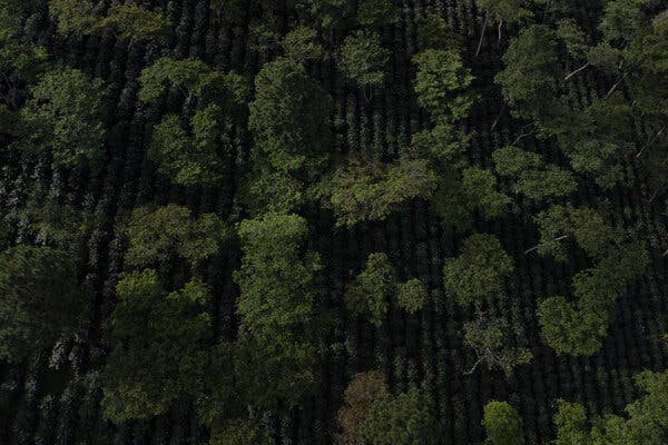 Una plantación de café, con varios cafetos de copas verdes, vista desde lo alto.