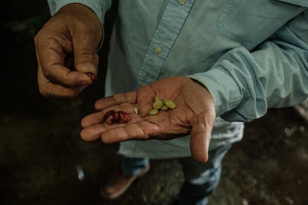 Sobre la mano de un hombre hay varias cáscaras de cerezas de café y granos de café sin tostar.