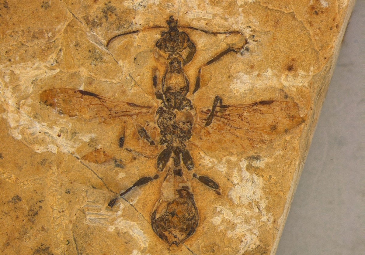 En la imagen, el fósil de una 'hormiga del infierno' de hace 113 millones de años