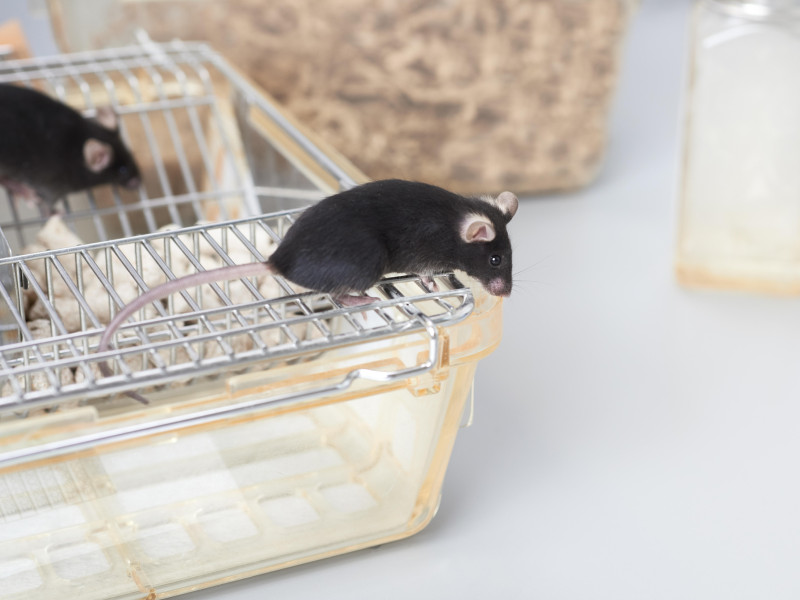 Ratones de laboratorio