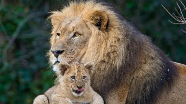 león con cachorro