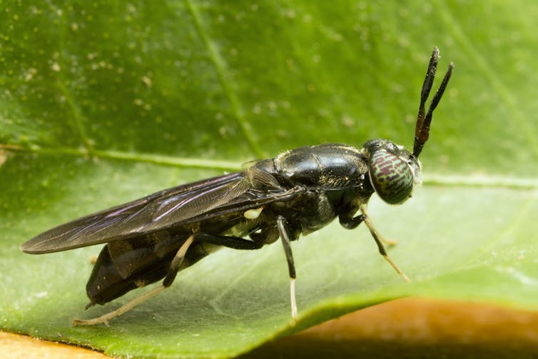 Una fotografía de primer plano de una mosca de color negro con ojos con patrones verdes y marrones.