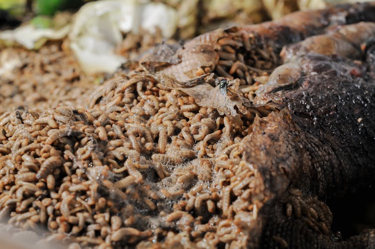 Una fotografía de un cadáver de animal cubierto de gusanos.