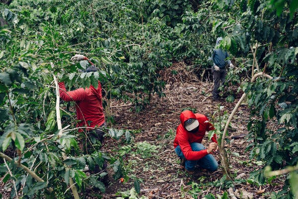 Trabajadores migrantes con camisas rojas, pantalones azules y sombreros rojos podan los cafetos en una verde granja de Hawái.